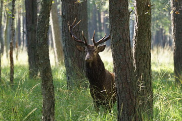 jeleń szlachetny byk © damian