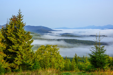 Cloudless morning over the wooded mountains. Bright green grass and spruces in the foreground. Fog in the valley.
