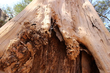 The giant trunk of spung tree (Tetrameles nudiflora) closeup near the gates of Na Prohm temple in Angkor, Cambodia