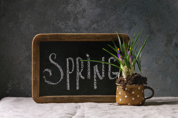 Calligraphic inscription hand lettering letters spring on black chalkboard standing on linen table cloth with blossom crocuses in ceramic mug. Spring coming concept background.