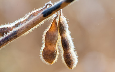 Soybean plant at sunny day