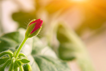 Obraz premium Buds of young red geranium flowers close up
