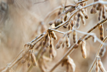 Soybean plant close up at sunny day