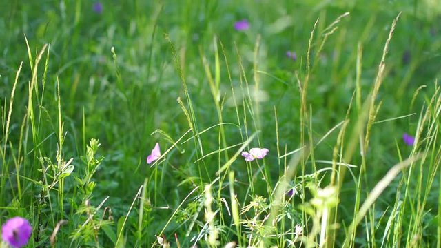 green grass with dew drops