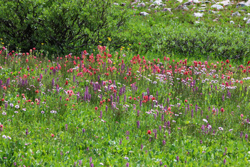 Wet Teton meadow