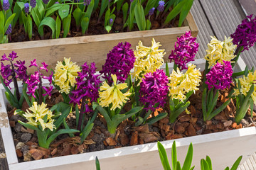 Beautiful multicolored  hyacinths