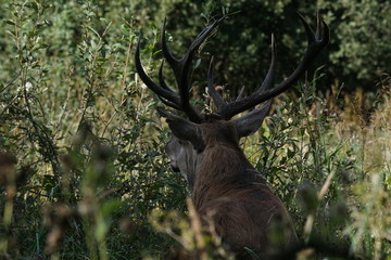 jeleń szlachetny byk © damian