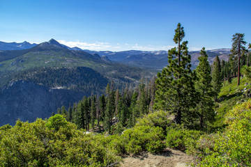 Sequoia tree framed by greenery, mountain and clear blue sky in Sequoia National Park