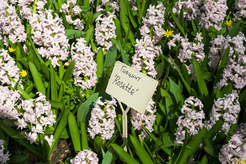 Hyacinth of the Rosette  species
