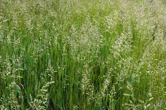 The tall fescue