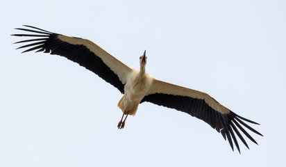 White stork fast flies towards in the grey sky with spreaded wings