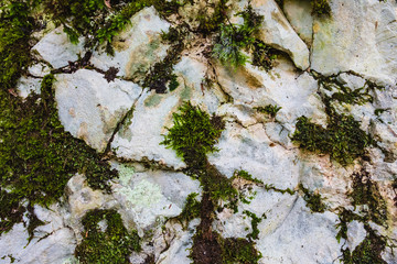 Beautiful bright green moss grows among rocks. Concept of natural background and screen saver. Advertising space