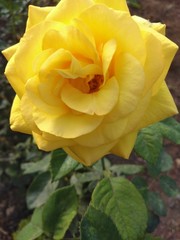 yellow rose
