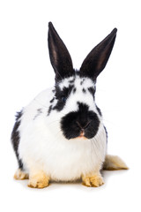 German giant rabbit on white background