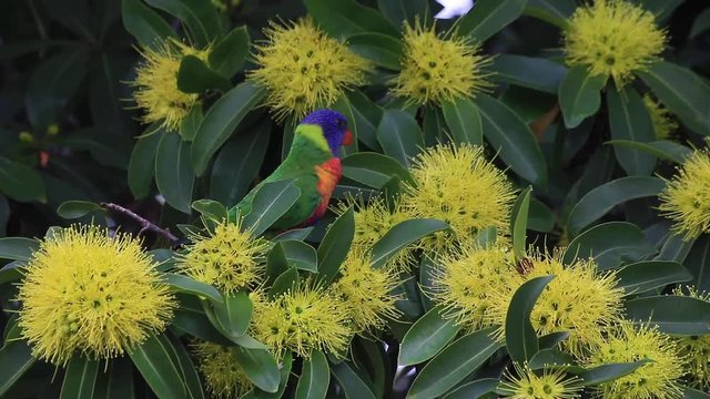 The yellow flowers of the golden penda tree (Xanthostemon chrysanthus)&nbsp;and colourful rainbow lorikeet  in spring early summer Gold Coast Australia Queensland