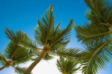 Tropical palm trees and leaves, blue sky and sun lights on background.