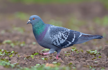 Adult Rock Dove walking on bare soil of field ground in early spring