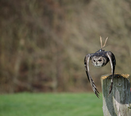  Great horned owl - birds of prey