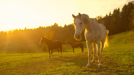LENS FLARE: Stunning shot of older horses standing around in a large pasture. © helivideo