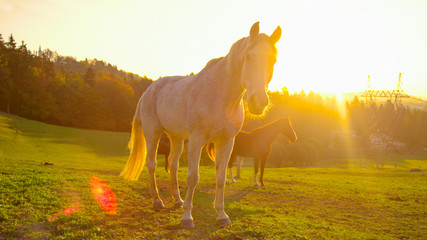 SUN FLARE: Golden sunset illuminates the calm countryside and senior horses.