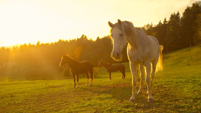LENS FLARE: Stunning shot of older horses standing around in a large pasture.