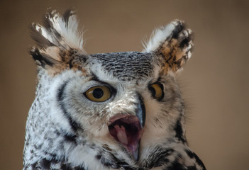  Great horned owl - birds of prey