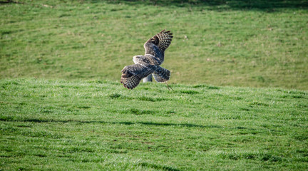  Great horned owl - birds of prey