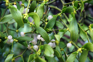 Parasitic european mistletoe