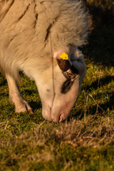 Bentheimer Schaf beim grasen