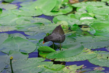 Gallinula Chloropus - common moorhen walking over the leaves of water lily and looking for a food