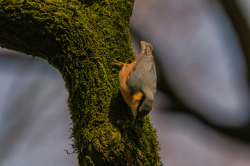 Kleiber an einen mit Moos bewachsenen Baum