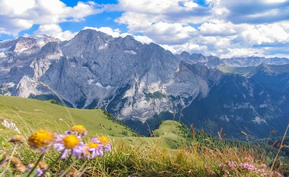 Italy beauty, Dolomites, Marmolada with flowers view from Passo de Pordoi