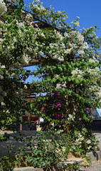 Fototapeta na wymiar flowering bush, tightened the canopy frame