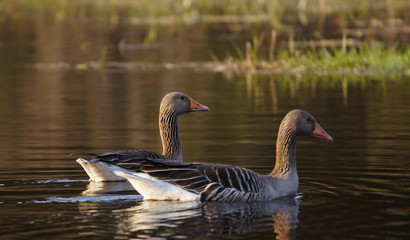 dzikie gęsi © damian