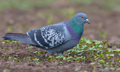 Adult Rock Dove stands in open bare field with small grass plants around