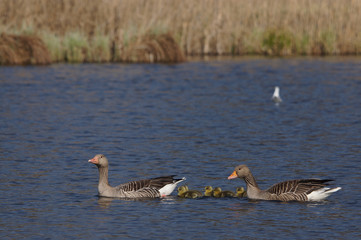 dzikie gęsi © damian