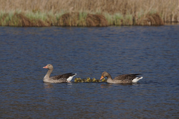 dzikie gęsi © damian
