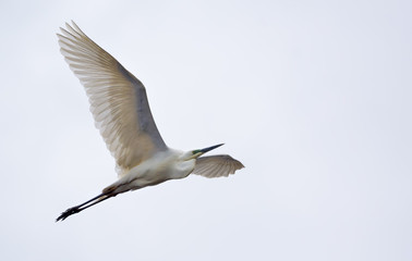 Great White Egret in flight with fully spreaded wings and light white sky 