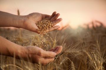 man pours wheat from hand to hand on the background of wheat field - obrazy, fototapety, plakaty