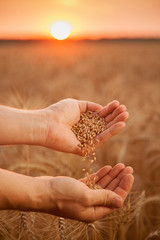 man pours wheat from hand to hand on the background of wheat field