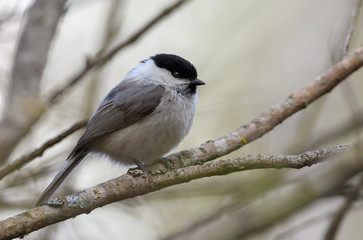 Obraz premium Calm adult Wiilow Tit perched on small twigs in early spring forest 