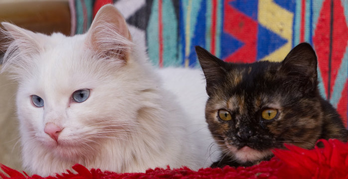 white cat and blavk cat close up