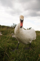 łabędzie © damian