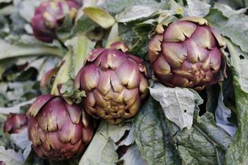 Primo piano isolato carciofi