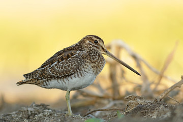 bird on the beach