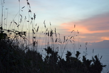 Fototapeta premium Kwiat