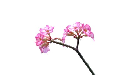 Naklejka na ściany i meble A bunch of sweet pink Adenium flower blossom on white isolated background 
