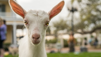 Goat Yoga Stare