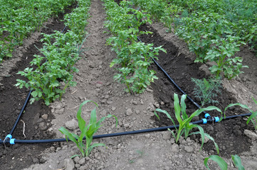 Drip irrigation while growing potatoes