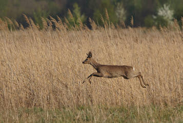 sarna © damian